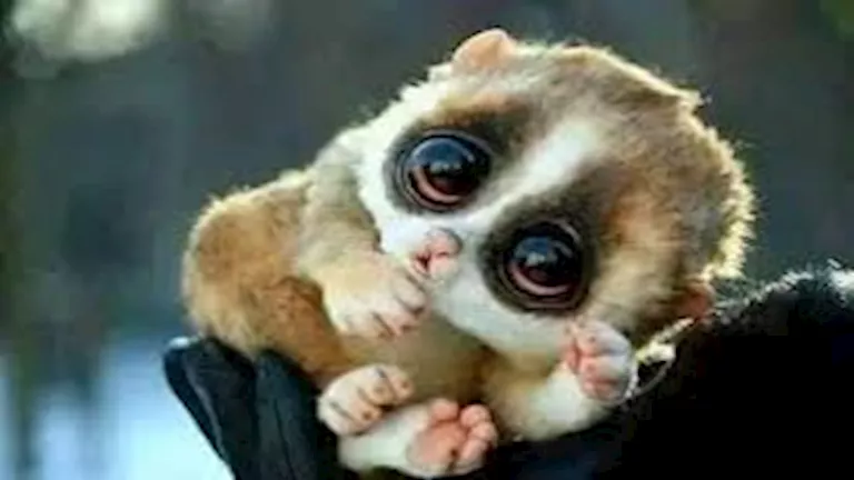 العالم الخفي.. 16 مخلوقا غريبا تنشط فقط بعد منتصف الليل (صور) العالم الخفي.. 16 مخلوقا غريبا تنشط فقط بعد منتصف الليل (صور)