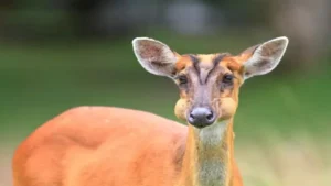 منها سمكة بأسنان بشرية.. أغرب 25 حيوانا على كوكب الأرض (صور)