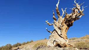 موقعها سري.. خطأ شائع تسبب في قطع شجرة عمرها 5 آلاف سنة