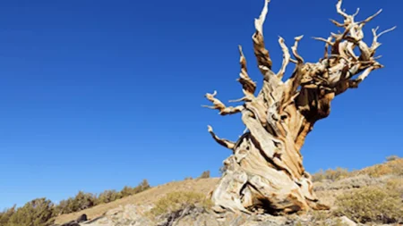 موقعها سري.. خطأ شائع تسبب في قطع شجرة عمرها 5 آلاف سنة موقعها سري.. خطأ شائع تسبب في قطع شجرة عمرها 5 آلاف سنة
