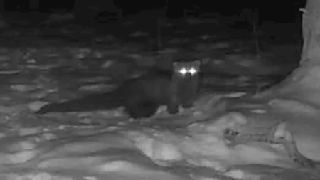 لأول مرة منذ قرن.. اكتشاف حيوان مفترس نادر في أمريكا (فيديو وصور)