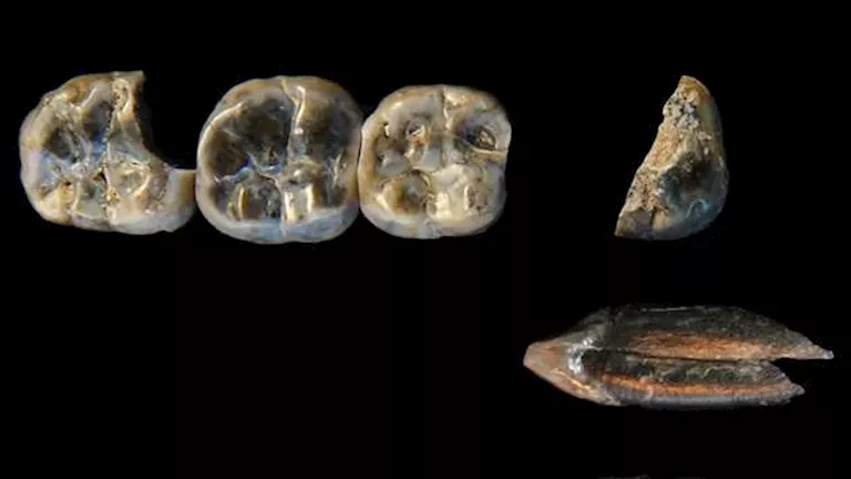 "أنواع غامضة وتزاوج الأقارب القدماء".. صور تكشف أسرار أسلاف البشر "أنواع غامضة وتزاوج الأقارب القدماء".. صور تكشف أسرار أسلاف البشر