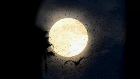 14 صورة مذهلة لآخر "قمر بارد" في عام 2025