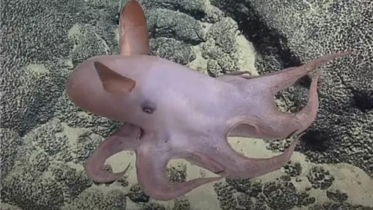 أسرار الأعماق.. أغرب 5 كائنات بحرية اكتشفها العلماء في المحيطات أسرار الأعماق.. أغرب 5 كائنات بحرية اكتشفها العلماء في المحيطات