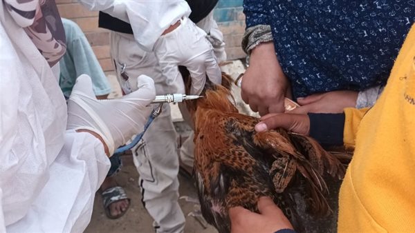 الزراعة: تحصين 1.35 مليون طائر خلال نوفمبر الماضي الزراعة: تحصين 1.35 مليون طائر خلال نوفمبر الماضي