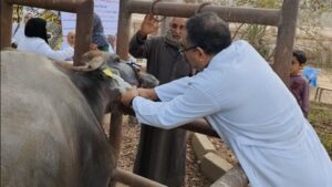 تنفيذ 177 قافلة بيطرية في 172 قرية خلال نوفمبر