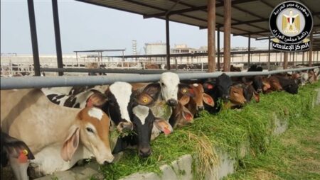 الحكومة تكشف حقيقة نفوق 500 رأس ماشية بالمنوفية الحكومة تكشف حقيقة نفوق 500 رأس ماشية بالمنوفية