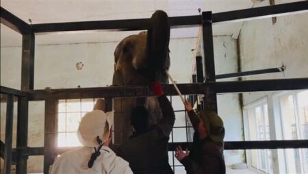 "حدائق" توضح حقيقة الصور المتداولة لتدريب الأفيال في جورجيا