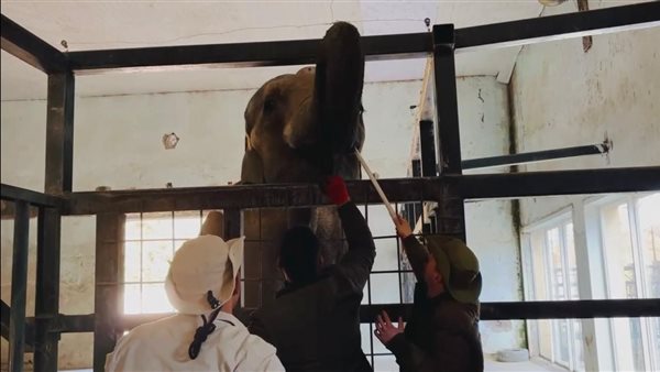"حدائق" توضح حقيقة الصور المتداولة لتدريب الأفيال في جورجيا "حدائق" توضح حقيقة الصور المتداولة لتدريب الأفيال في جورجيا