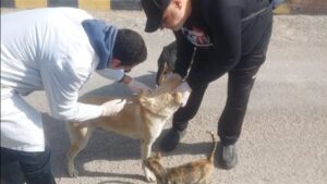 "الزراعة" تطلق منظومة وقائية متكاملة لحماية الصحة العامة والثروة الحيوانية.. حملة قومية استثنائية ضد "الحمى القلاعية" غدا.. وتوسع في حملات تحصين وتعقيم "كلاب الشوارع"