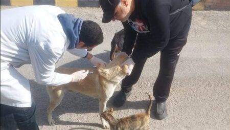 "الزراعة" تطلق منظومة وقائية متكاملة لحماية الصحة العامة والثروة الحيوانية.. حملة قومية استثنائية ضد "الحمى القلاعية" غدا.. وتوسع في حملات تحصين وتعقيم "كلاب الشوارع"