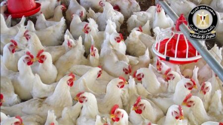 الحكومة توضح حقيقة ظهور فيروس إنفلونزا الطيور بالمزارع