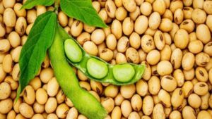 الصين تستأنف مزادات فول الصويا مع استمرارها في الشراء من أمريكا