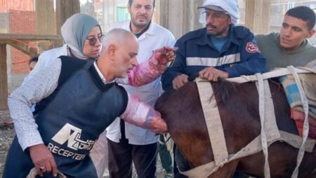 الزراعة: 2900 قافلة بيطرية مجانية لخدمة 2600 قرية خلال 2025