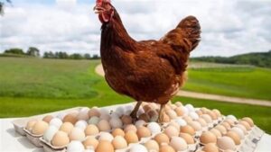 أسعار الدواجن والبيض اليوم الأربعاء 14 يناير 2026