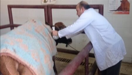 الزراعة: تحصين 1.2 مليون رأس ماشية ضد الحمى القلاعية الزراعة: تحصين 1.2 مليون رأس ماشية ضد الحمى القلاعية