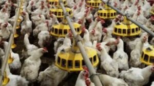 ارتفاع أسعار الدواجن اليوم الجمعة 30 يناير 2026