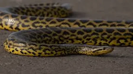 هل تستطيع الثعابين استشعار الكوارث الطبيعية قبل وقوعها؟