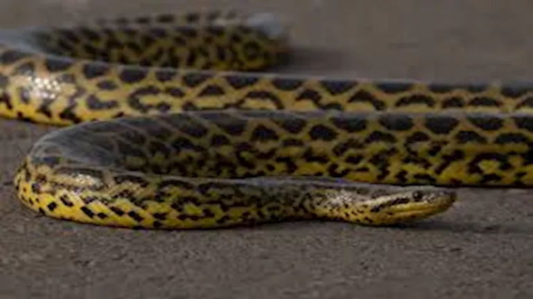 هل تستطيع الثعابين استشعار الكوارث الطبيعية قبل وقوعها؟ هل تستطيع الثعابين استشعار الكوارث الطبيعية قبل وقوعها؟