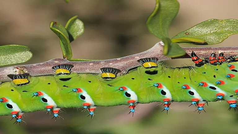 تشبه الكائنات الفضائية.. تعرف على أغرب حشرات حول العالم (صور) تشبه الكائنات الفضائية.. تعرف على أغرب حشرات حول العالم (صور)