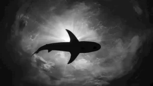 17 صورة مذهلة بالأبيض والأسود تحت الماء تكشف غموض المحيط