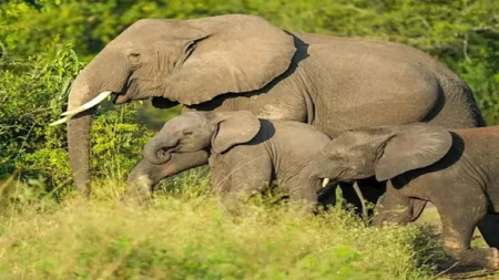 عجائب وطرائف.. 7 عادات غريبة في عالم الحيوانات ستدهشك