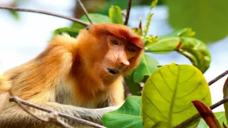 11 صورة لـ أندر وأغرب الحيوانات في العالم.. قد تراها لأول مرة 11 صورة لـ أندر وأغرب الحيوانات في العالم.. قد تراها لأول مرة