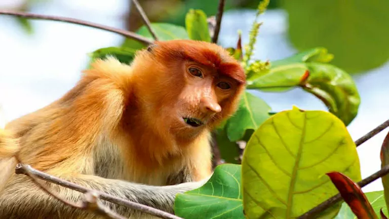 11 صورة لـ أندر وأغرب الحيوانات في العالم.. قد تراها لأول مرة 11 صورة لـ أندر وأغرب الحيوانات في العالم.. قد تراها لأول مرة