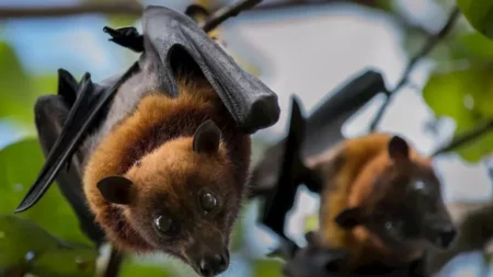 فيروس جديد ينتقل من الخفافيش إلى البشر في بنجلاديش.. تفاصيل فيروس جديد ينتقل من الخفافيش إلى البشر في بنجلاديش.. تفاصيل