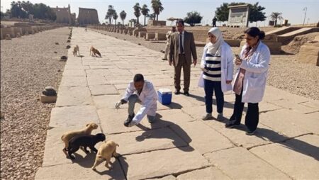 الزراعة: تحصين وتعقيم 2700 كلب حر منذ بداية يناير الزراعة: تحصين وتعقيم 2700 كلب حر منذ بداية يناير