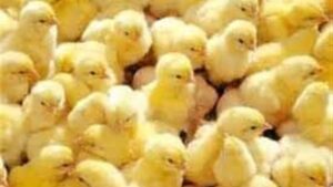 الزراعة: لا يوجد مبرر لارتفاع أسعار الكتاكيت في الأسواق