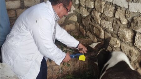 الزراعة: تحصين 500 ألف رأس ماشية خلال الأسبوع الأول من الحملة الاستثنائية ضد الحمى القلاعية