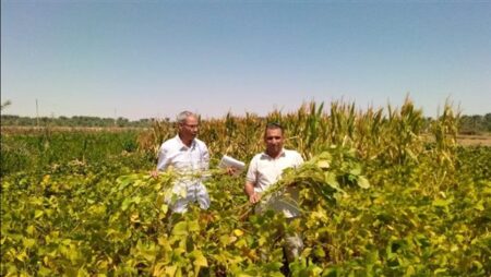 "بحوث الصحراء" ينفذ تجربة بحثية ناجحة لزراعة فول الصويا بالوادي الجديد