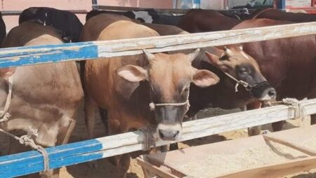 "الزراعة" تصدر 1100 ترخيص تشغيل لمشروعات الإنتاج الحيواني والداجني