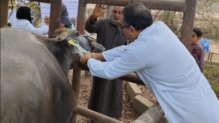 بالأرقام.. طفرة في خدمات التحسين الوراثي والرعاية البيطرية للماشية خلال ديسمبر.. التلقيح الاصطناعي لـ60 ألف رأس وفحص وعلاج 40 ألف حالة تناسلية وتحسين وراثي في شهر واحد