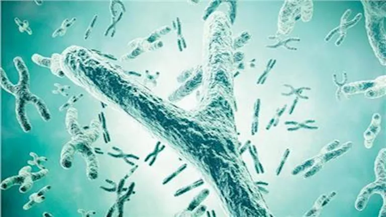 "يختفي مع العمر".. ما هو كروموسوم Y الذي يهدد صحة الرجال؟ "يختفي مع العمر".. ما هو كروموسوم Y الذي يهدد صحة الرجال؟