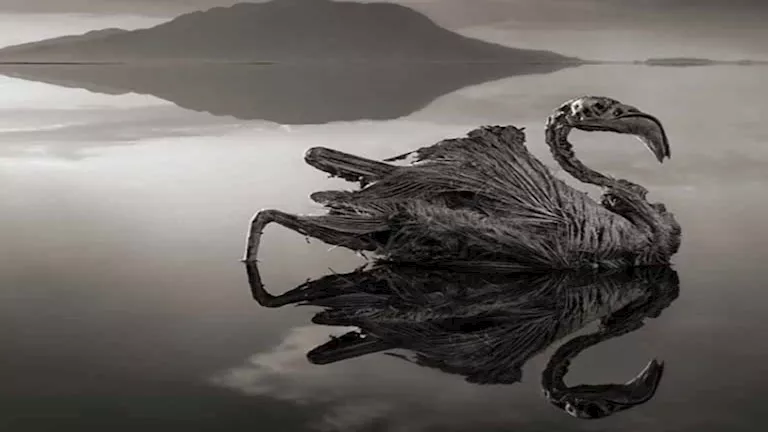 أسرار بحيرة "ناترون" التي تحول الحيوانات إلى تماثيل (صور) أسرار بحيرة "ناترون" التي تحول الحيوانات إلى تماثيل (صور)