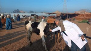 "الزراعة": تحصين 2.1 مليون رأس ماشية ضد الحمى القلاعية