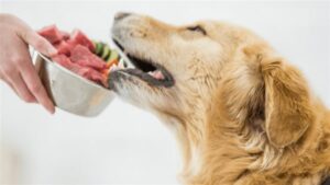 الصين توافق على استيراد أغذية الحيوانات الأليفة من كندا مع تحسن العلاقات الثنائية