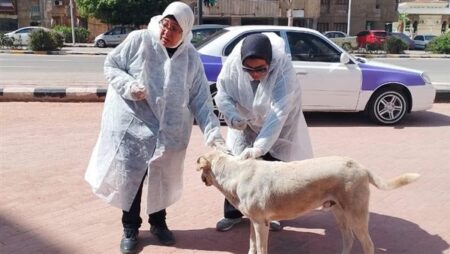 تحصين 23 ألف كلب وتعقيم 1900 ضمن الحملة القومية لمكافحة السعار