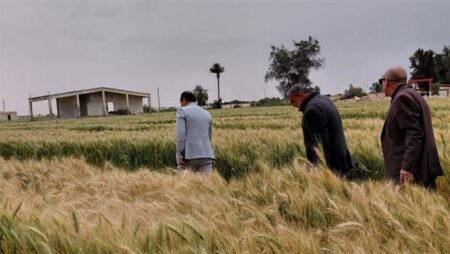 قيادات “الزراعة” في الحقول لمتابعة منظومة الإنتاج وصرف الأسمدة