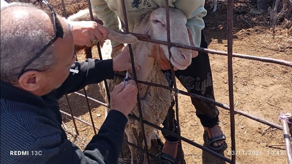 "بحوث الصحراء" ينفذ قافلة بيطرية بشمال سيناء ضمن برنامج تحسين الحالة الصحية للثروة الحيوانية "بحوث الصحراء" ينفذ قافلة بيطرية بشمال سيناء ضمن برنامج تحسين الحالة الصحية للثروة الحيوانية