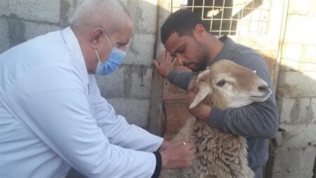 الزراعة: تحصين 3 ملايين رأس ماشية ضمن الحملة القومية ضد الجلد العقدي وجدري الأغنام