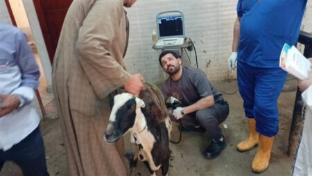"الزراعة" تطلق 5 قوافل بيطرية مجانية لدعم صغار المربين فى سوهاج.. صور