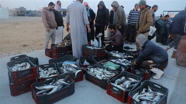 جهاز مستقبل مصر يقود تطوير بحيرة البردويل مع انطلاق موسم الصيد لتعزيز إنتاج الأسماك جهاز مستقبل مصر يقود تطوير بحيرة البردويل مع انطلاق موسم الصيد لتعزيز إنتاج الأسماك