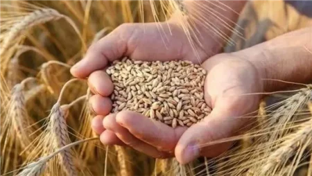 مصر تستهدف رفع الاكتفاء الذاتي من 60% إلي 70% ، وزراعة 3.7مليون فدان مصر تستهدف رفع الاكتفاء الذاتي من 60% إلي 70% ، وزراعة 3.7مليون فدان