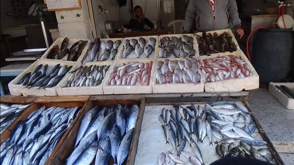 أسعار السمك اليوم الخميس، انخفاض جديد في البلطي وارتفاع 3 أصناف 20 جنيها أسعار السمك اليوم الخميس، انخفاض جديد في البلطي وارتفاع 3 أصناف 20 جنيها