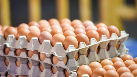 شعبة الثروة الداجنة تحذر من استمرار الانخفاضات في أسعار البيض
