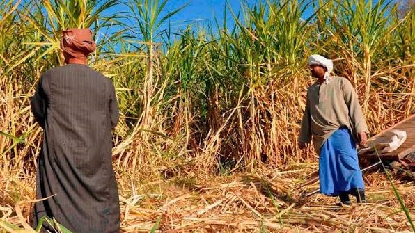 رحلة قطرة ماء.. كيف تحدد سياسات الري مستقبل الفلاح والأمن الغذائي في مصر؟ 5 رحلة قطرة ماء.. كيف تحدد سياسات الري مستقبل الفلاح والأمن الغذائي في مصر؟