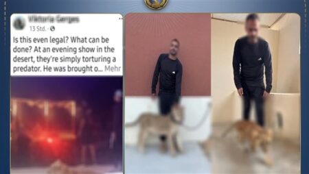الداخلية تضبط شخصًا يقدم عروضًا بحيوانات مفترسة بدون ترخيص بجنوب سيناء الداخلية تضبط شخصًا يقدم عروضًا بحيوانات مفترسة بدون ترخيص بجنوب سيناء